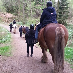 Tre hästar och fyra personer går längs en skogsstig. Foto.