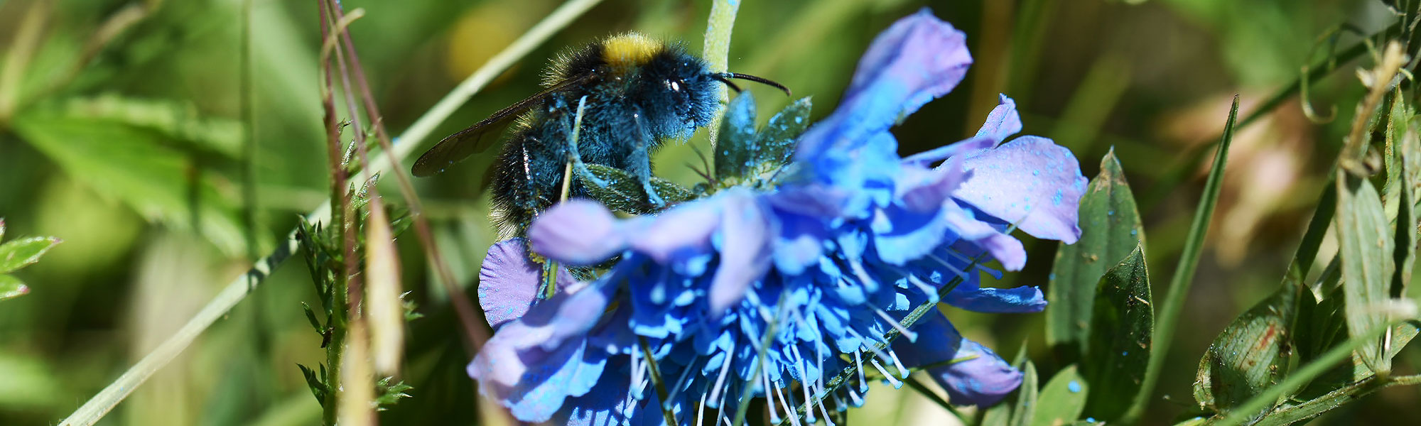 Närbild på en humla som sitter på en blå blomma i ett fält av gröna växter. Foto.