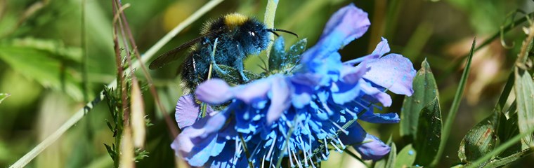 Close-up of a bumblebee sitting on a blue flower in a field of green plants. Photo.
