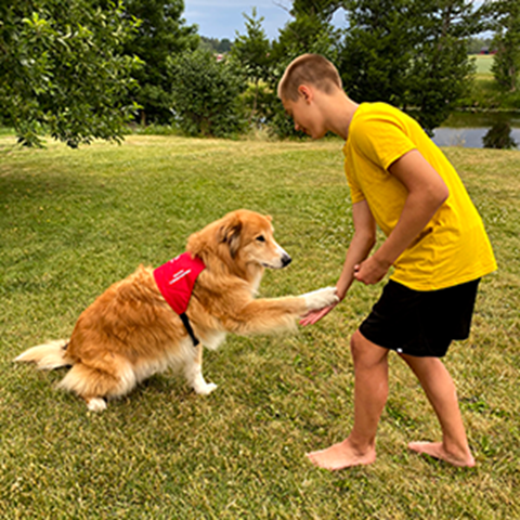 A younger boy is playing with a golden retriever out on a lawn. Photo.