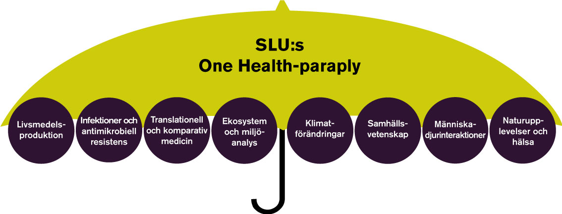 Paraply med ringar där olika ämnesområden står skrivna. Illustration.