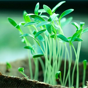 Green seedlings growing from a jar, photo.