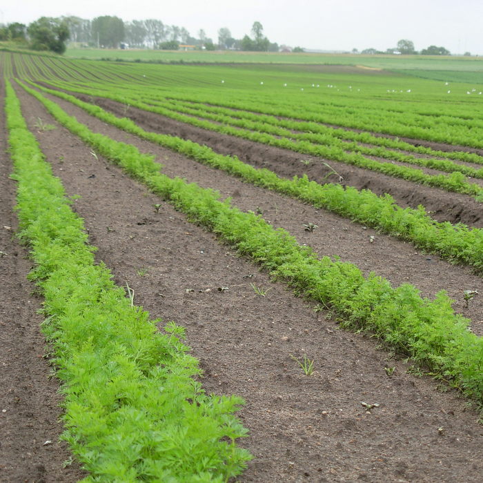 Morötter i fält. Foto.