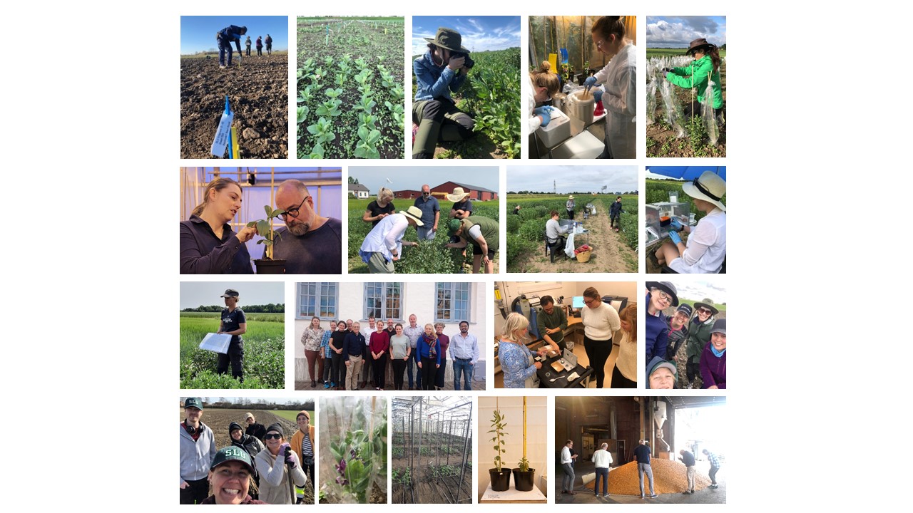 Kollage projekt Framtidens Åkerböna