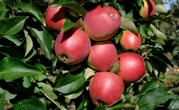 Äppelsorten Lovisa. Foto.