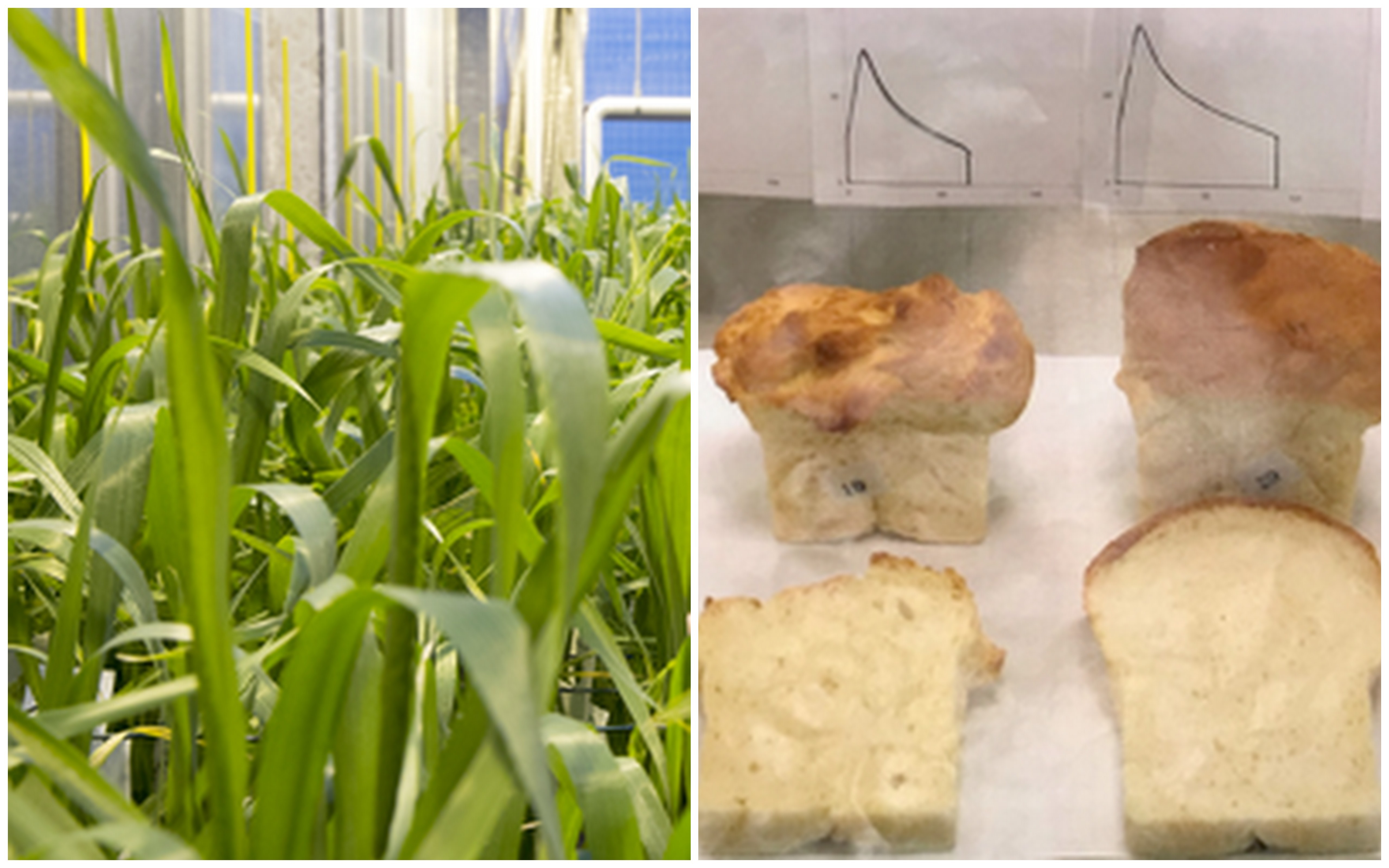 Veteodling och bröd. Foto.