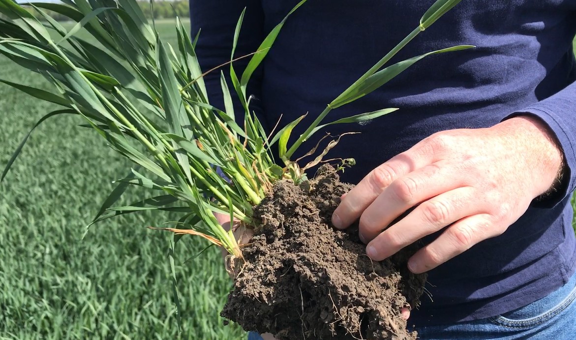 Hands hold a clod of soil and roots.