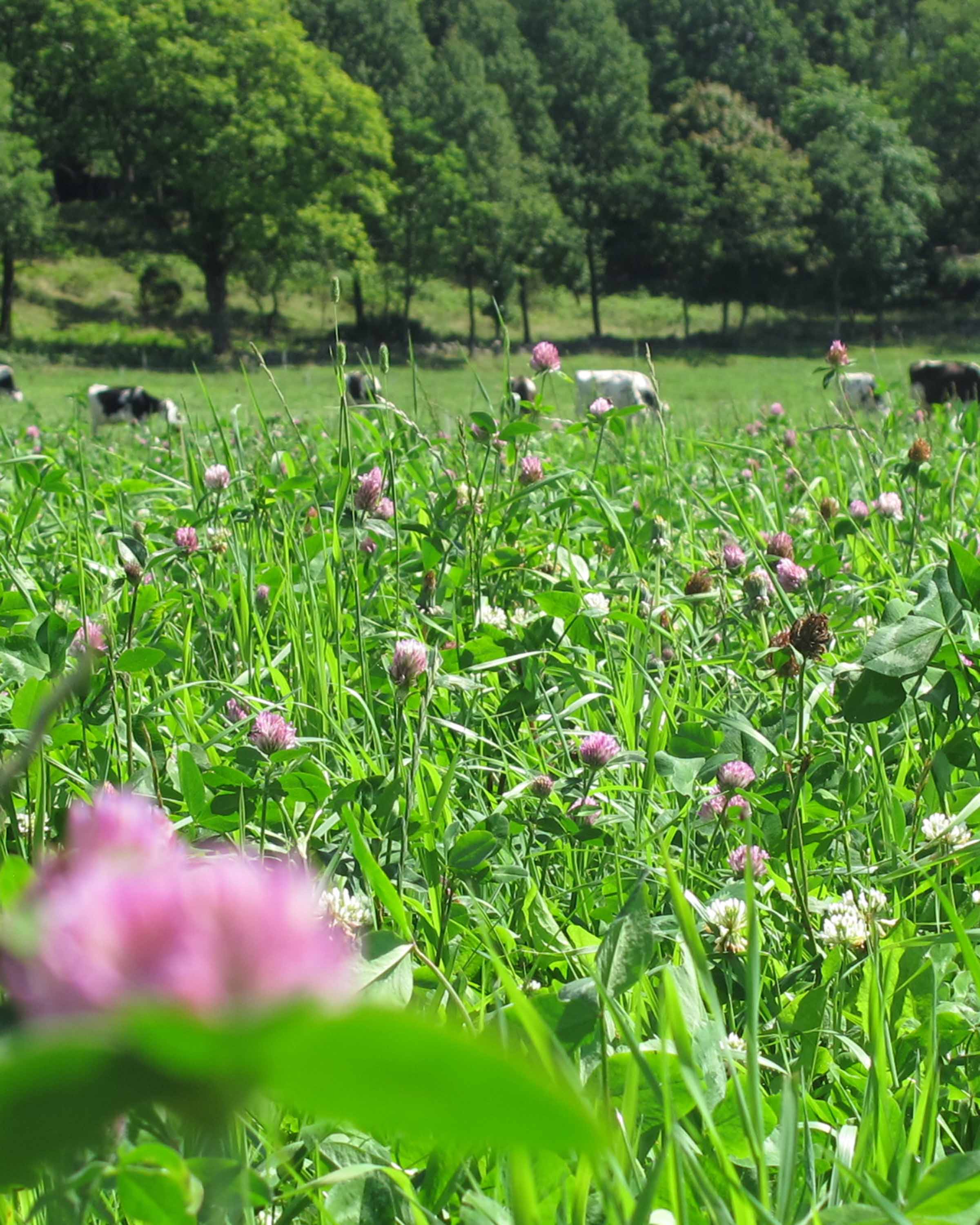 Vall och kor som betar.