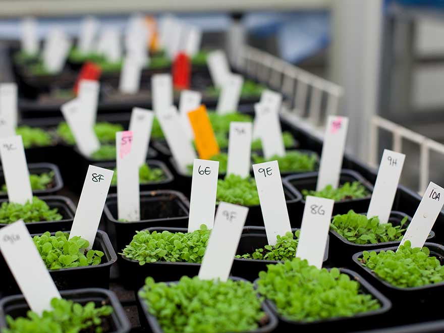 Trials in green house