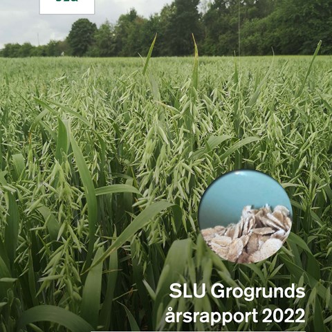 A photo of the front page of SLU Grogrund Yearly Report 2022. An oat field is the background image, with a hole in the cover showing rolled oats.