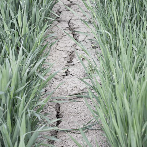 Uttorkad jord i ett vetefält.