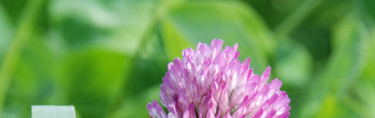 Röd klöver i fält. Foto.