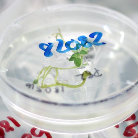 Tissue culture to regenerate plants from genetically modified cells