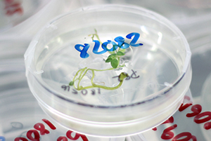 Tissue culture to regenerate plants from genetically modified cells