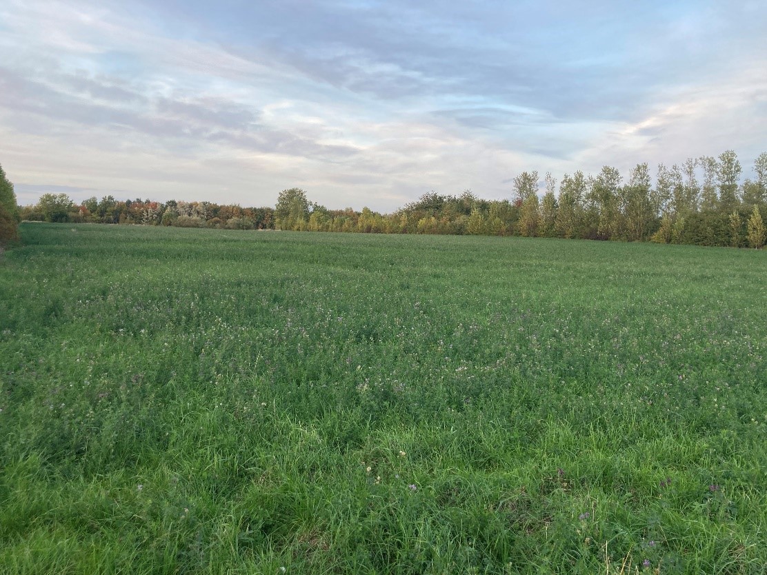 Vy över lucernfält