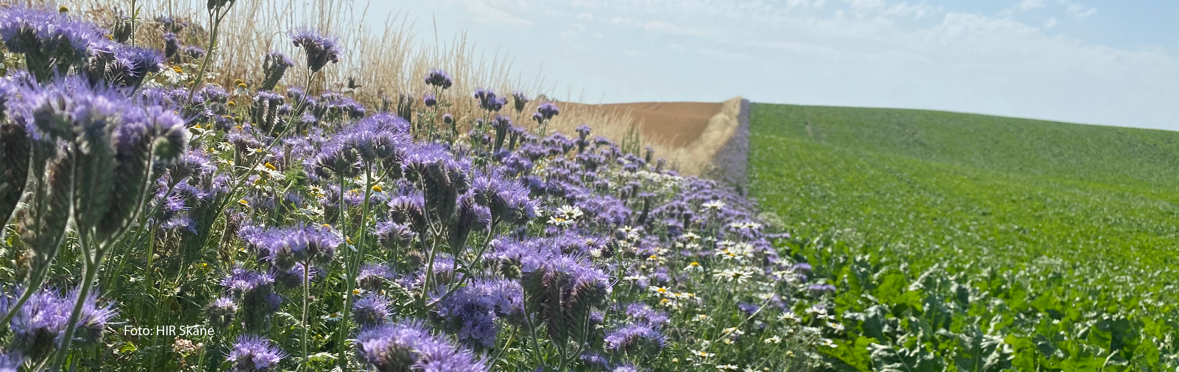 I förgrunden syns honungsört som blommar i en kantremsa mellan två odlade fält.