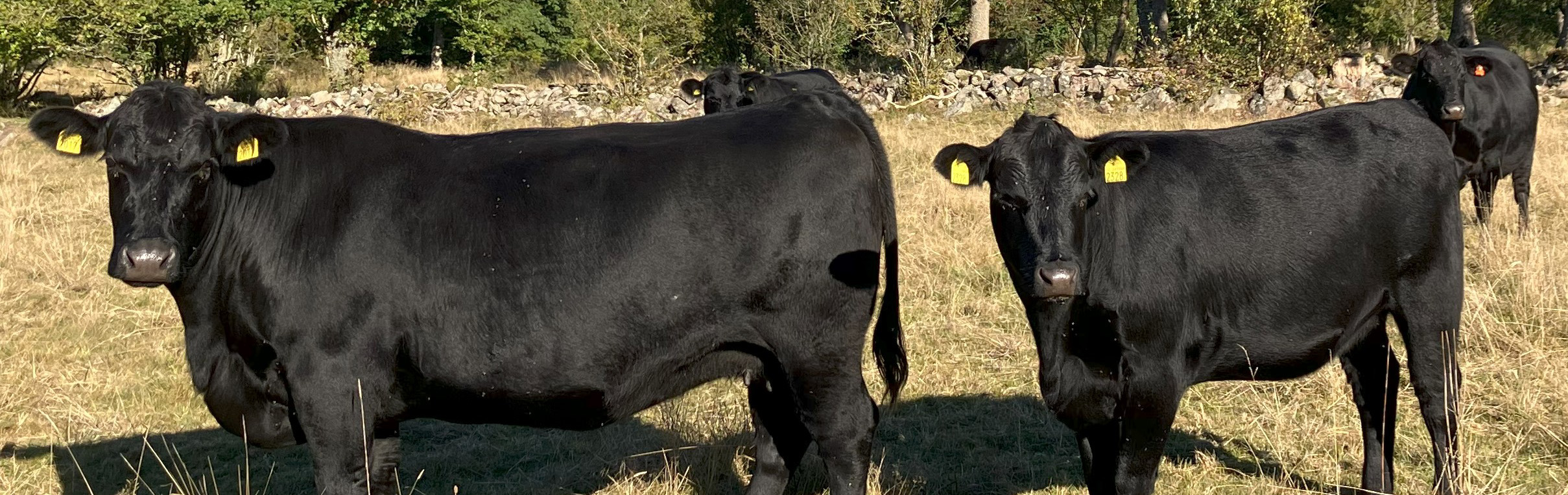 Tre kor på naturbete