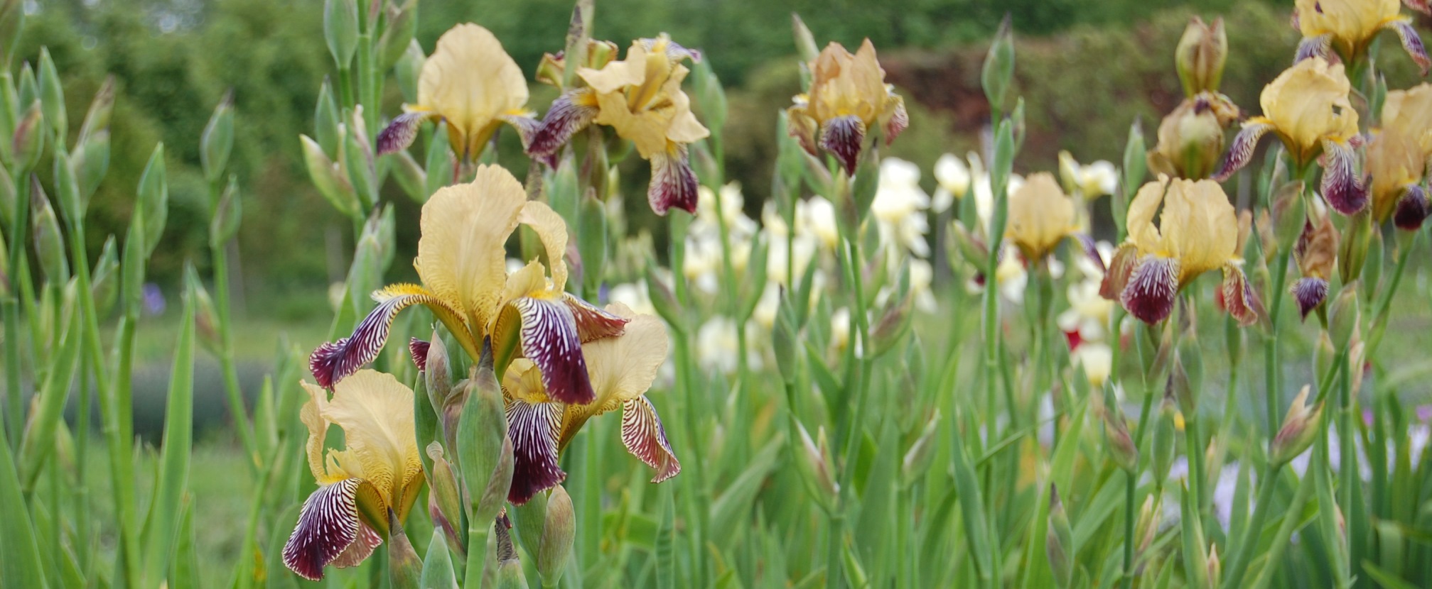 Irisar i Nationella genbanken. Foto. 