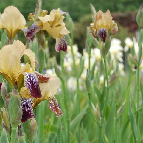 Irisar i Nationella genbanken. Foto.
