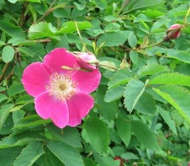 Blomma hos bergros, Rosa pendulina. Foto. 