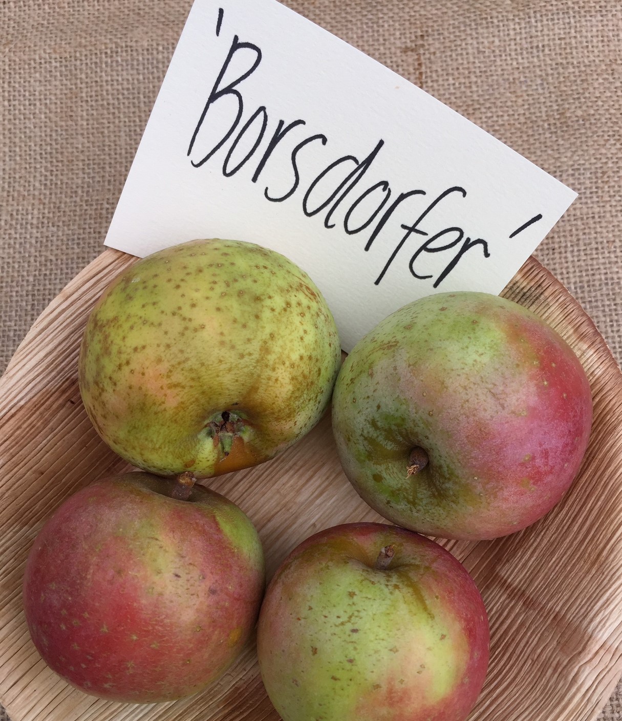 Färgfoto föreställande fyra äpplen i en flätad korg. Äpplena är röda och gröna. I korgen ligger en handtextad lapp med sortnamnet.