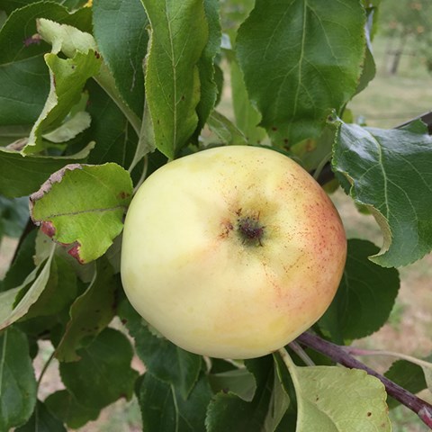 Närbild av ett ljust gult och rött äpple.