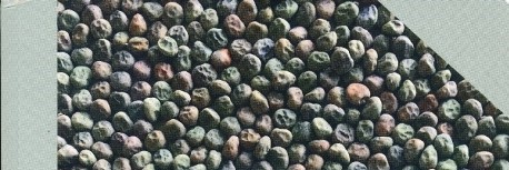 Färgfoto som föreställer omslaget på boken "Gråärter, rovor och den älskade kålroten". 