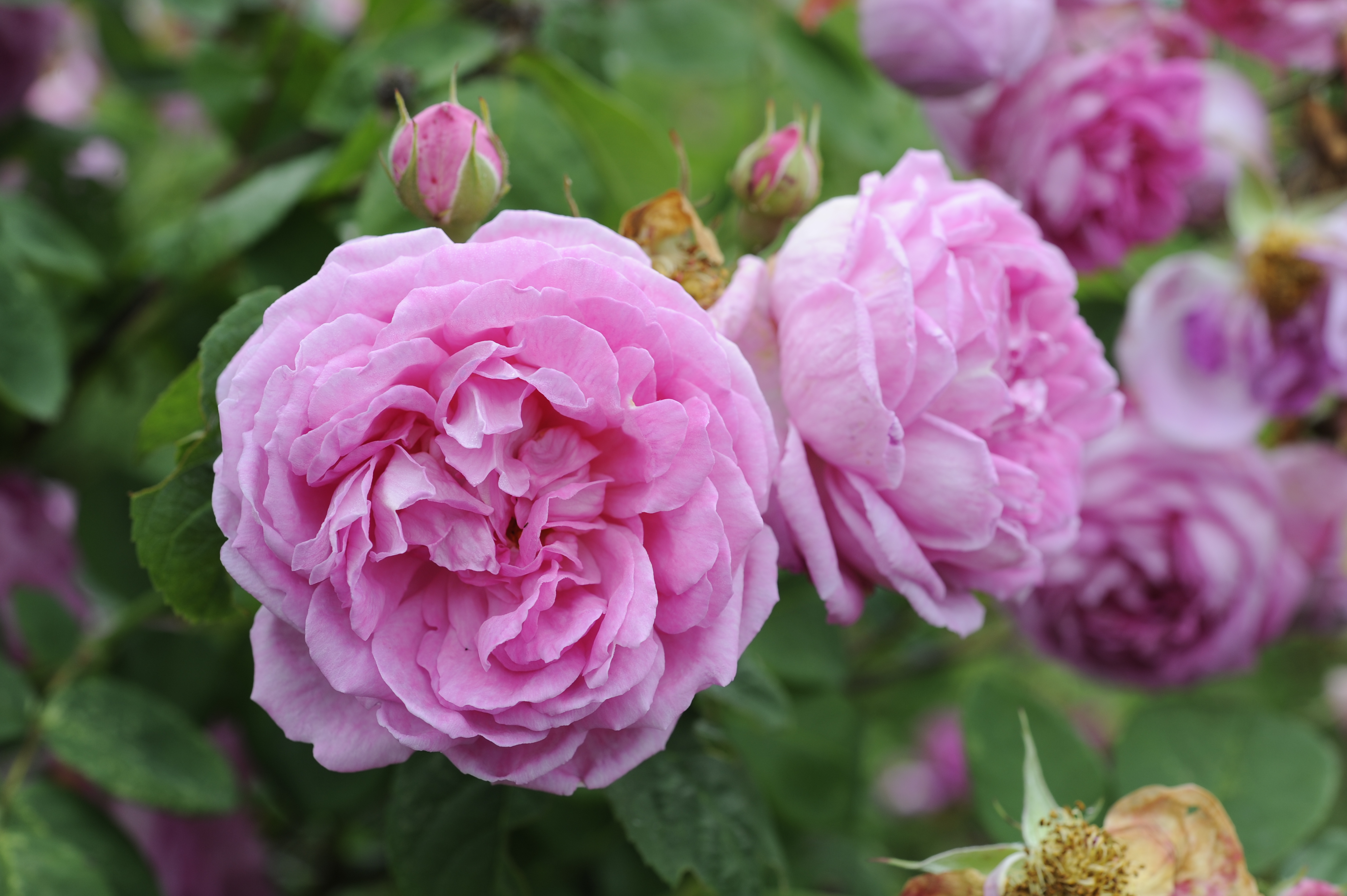 Bourbonrosen 'Blomsterhult'. Närbild av den rosa, fyllda blomman. Färgfoto.