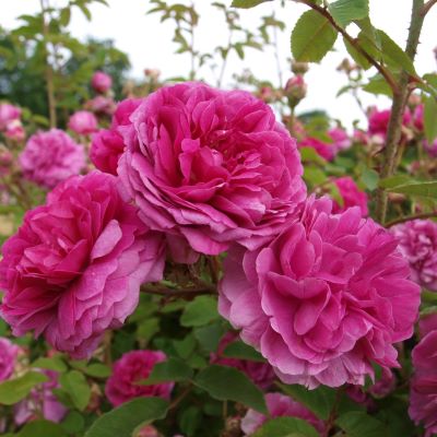 Närbild av den rosa blomman hos bourbonrosen 'Farmor Selma'.