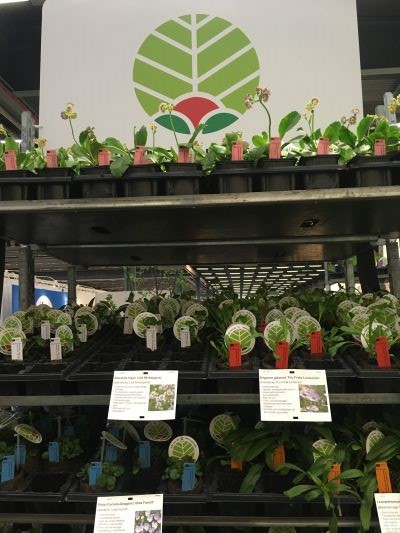 En vagn på hjul full med små plantor av Grönt kulturarv-sorter.