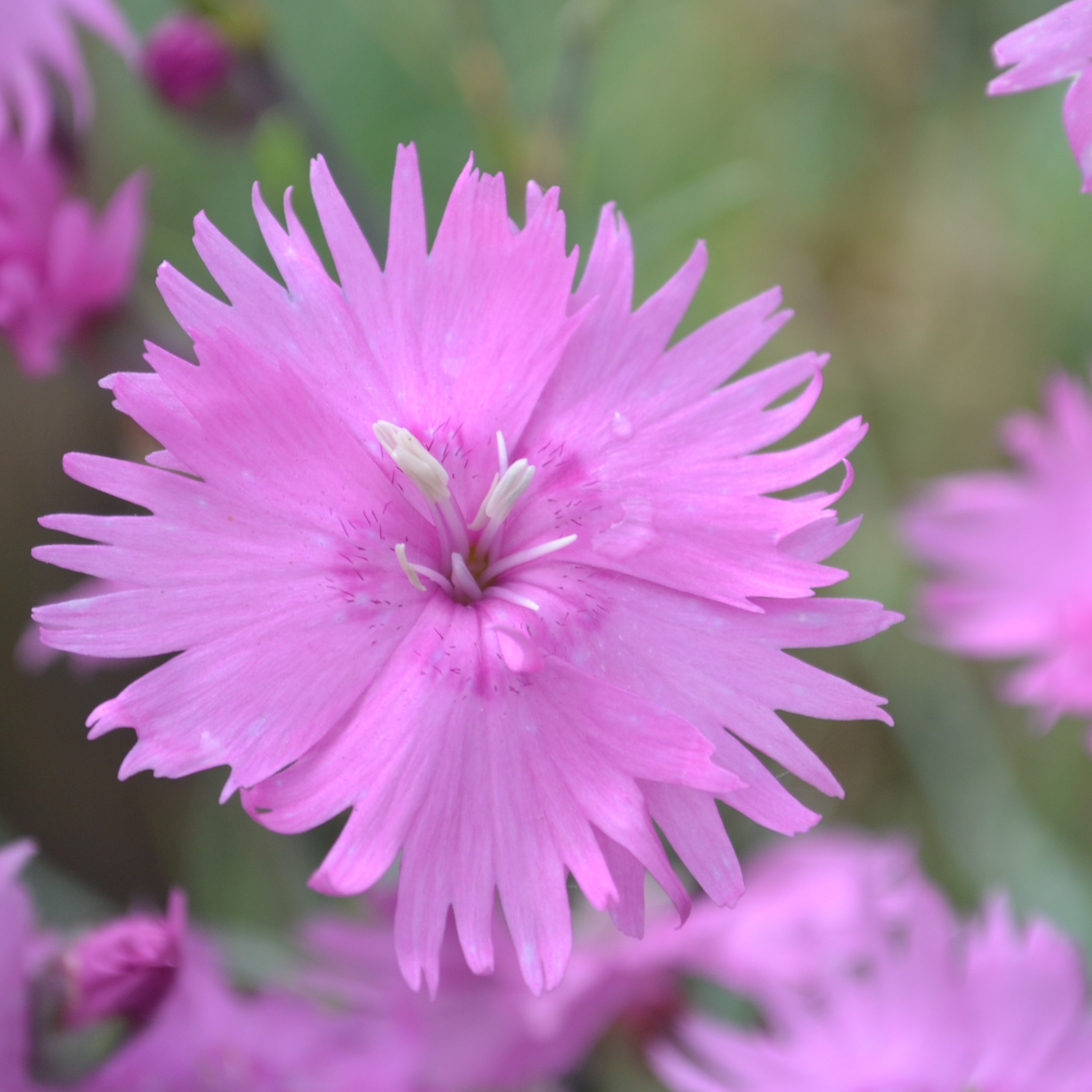 Närbild av den rosa blomman hos fjädernejlikan 'Timmermannens Rosa'. 