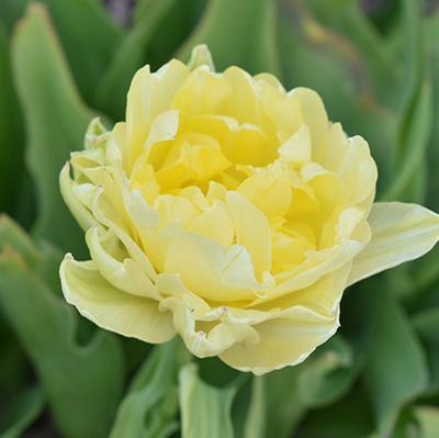 Närbild på den ljusgula blomman hos tulpanen Granlunda. 