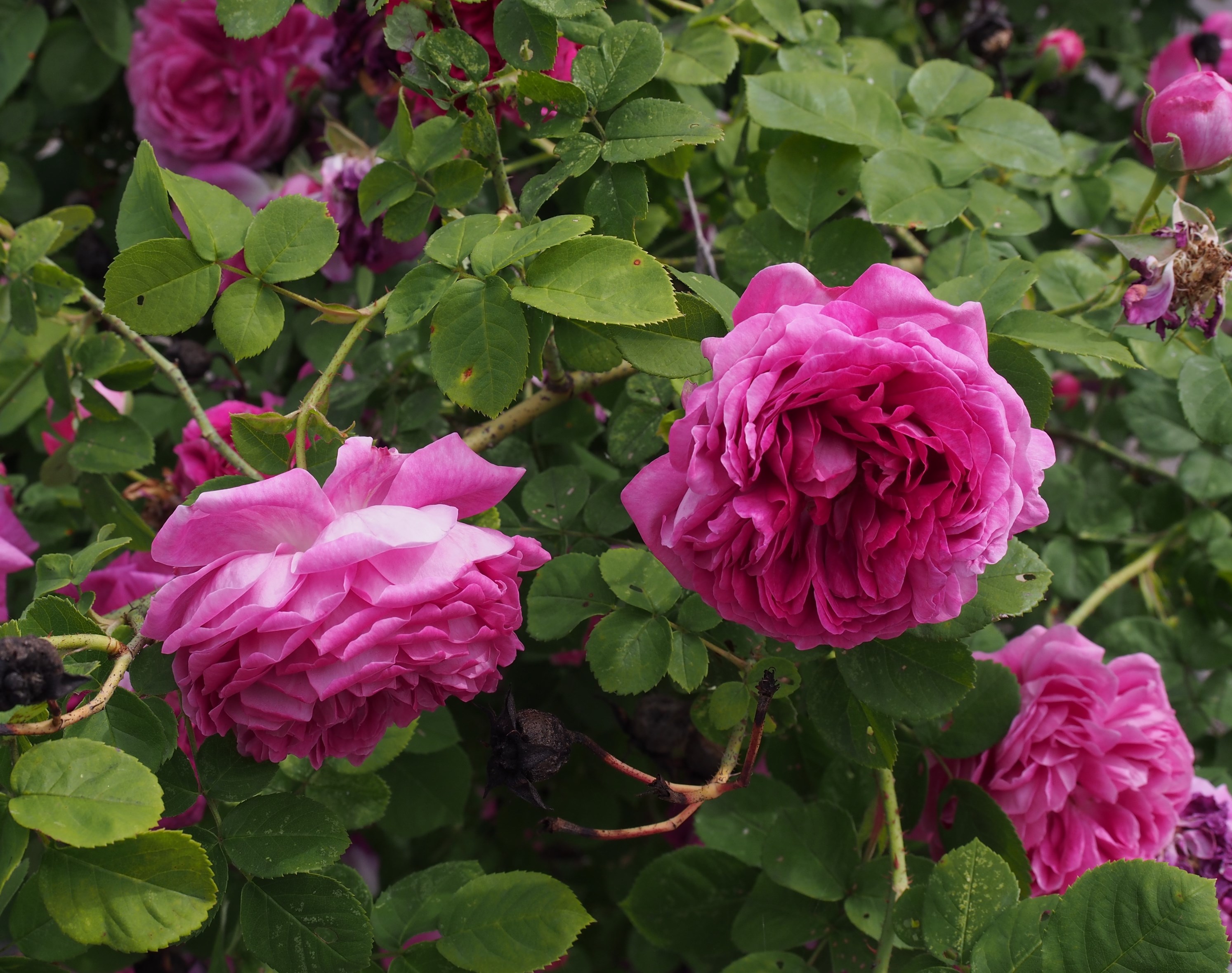 Närbild av bourbonrosen 'Great Western'. Rosens blommor är purpurröda. Färgfoto. 