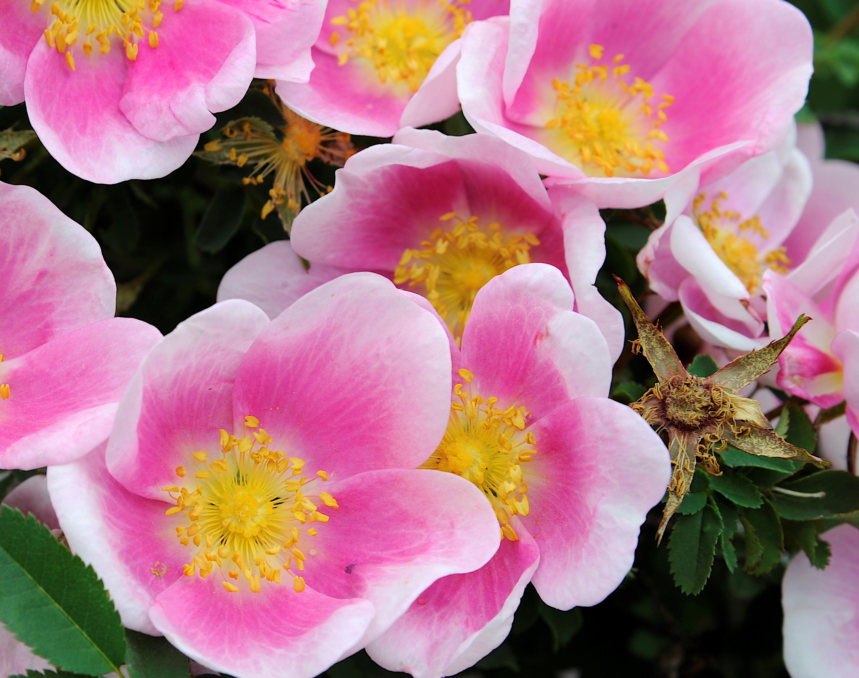 Närbild av blomningen hos spinosissima-rosen 'Hällestorp'. Blomman är enkel med rosa och vita kronblad. Kronbladen är rosa längst in mot mitten och vita längst ut på kronbladen. Färgfoto. 