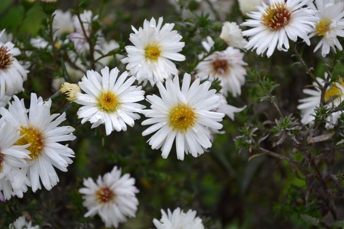 Närbild av de vita blommorna hos höstastern 'Frövi'.