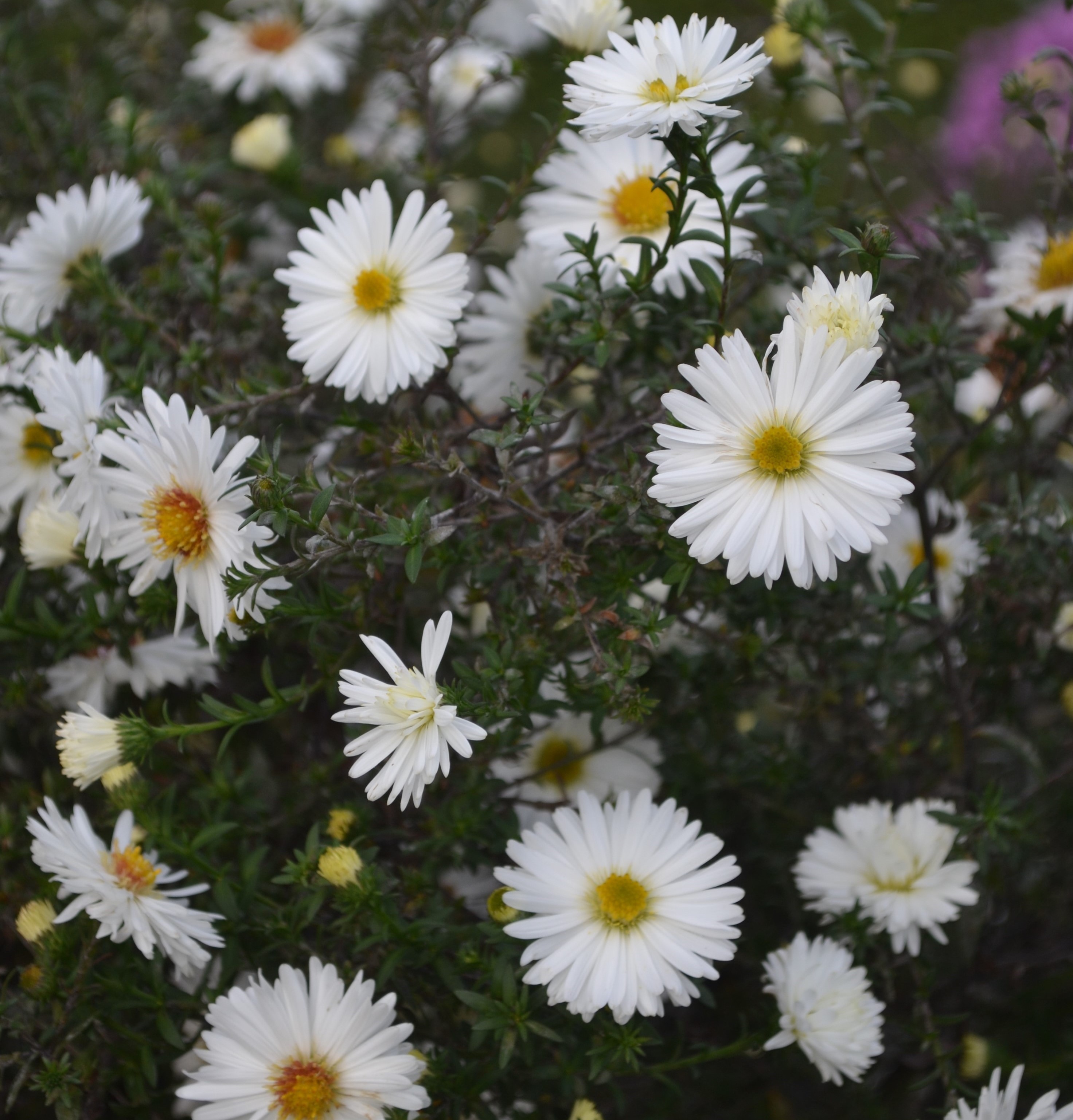 Närbild av den vitblommande höstastern 'Frövi'.