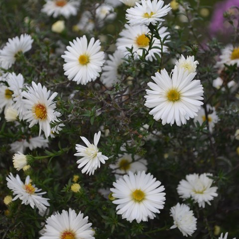 Närbild av den vitblommande höstastern 'Frövi'.