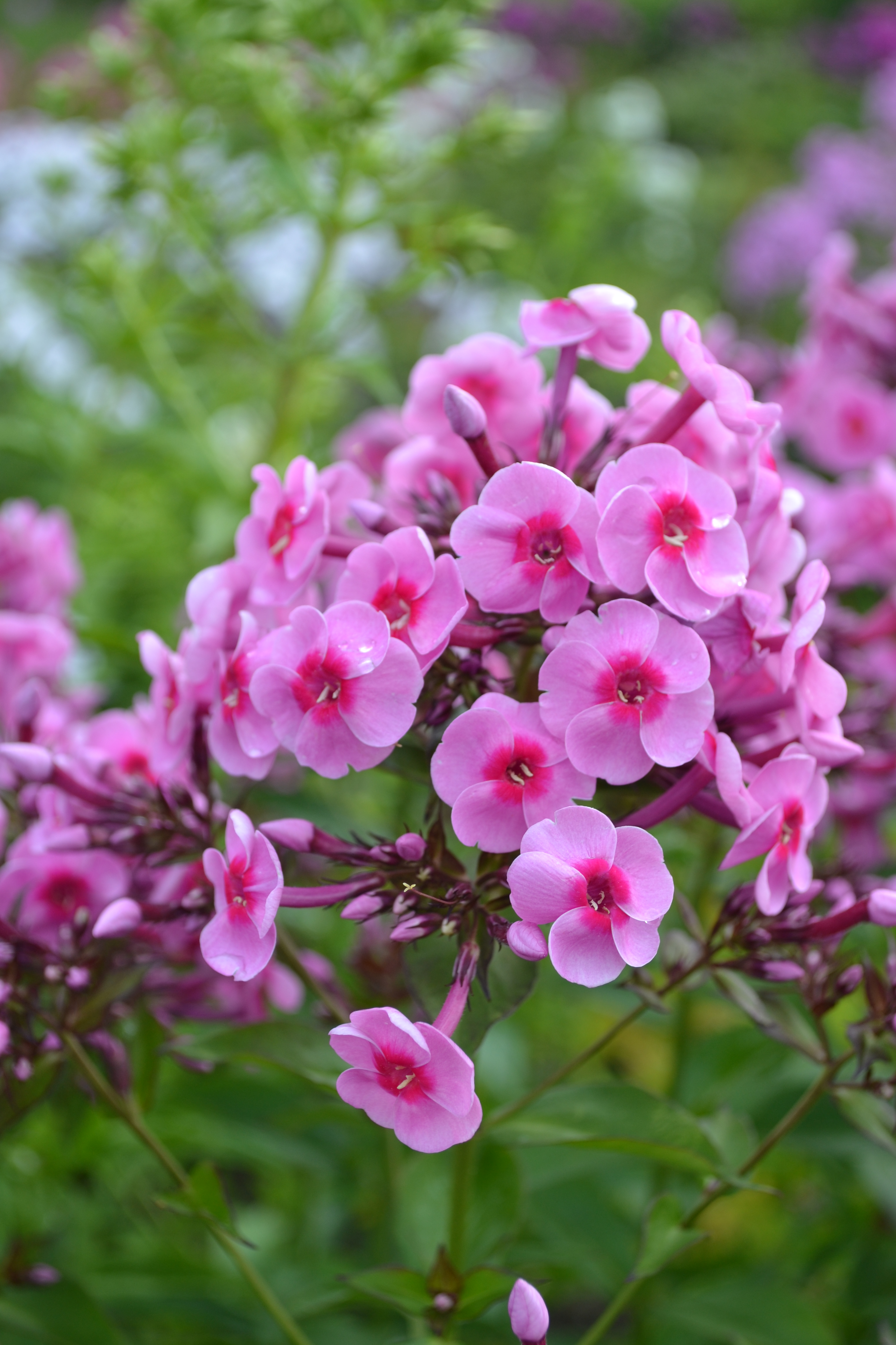 Färgfoto som visar blomställningen hos höstfloxen 'Morfar Albert'. Blommorna är rosa med ett mörkare rosa öga. 
