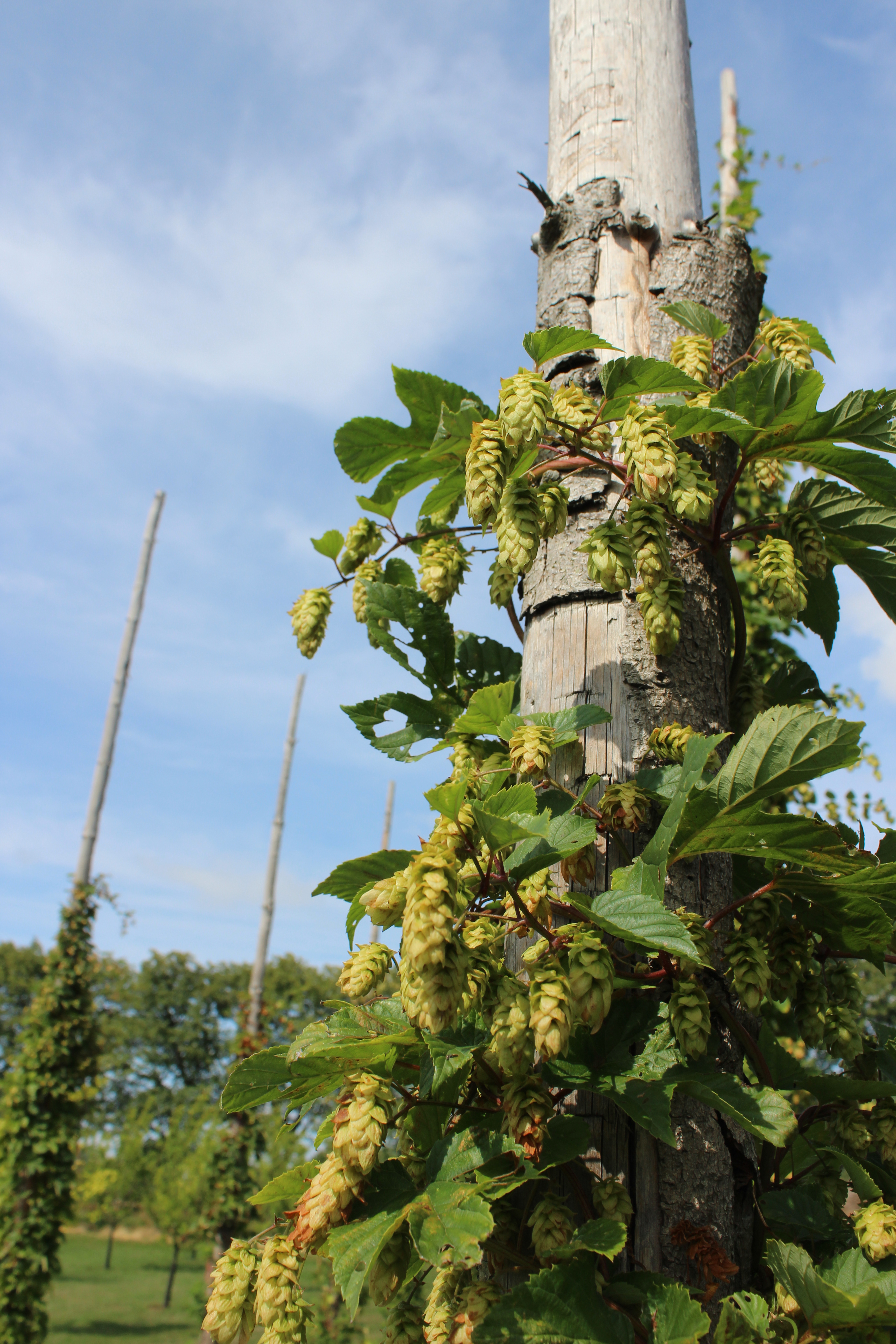 En planta av humlen 'Mauritz 85' klättrar uppför en humlestör. Färgfoto.