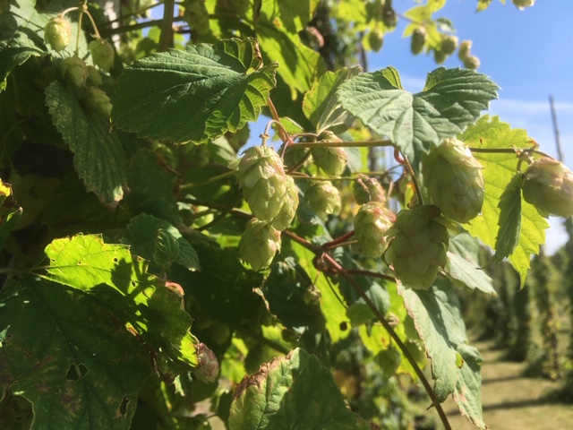 Humle med humlekottar. Färgfoto.