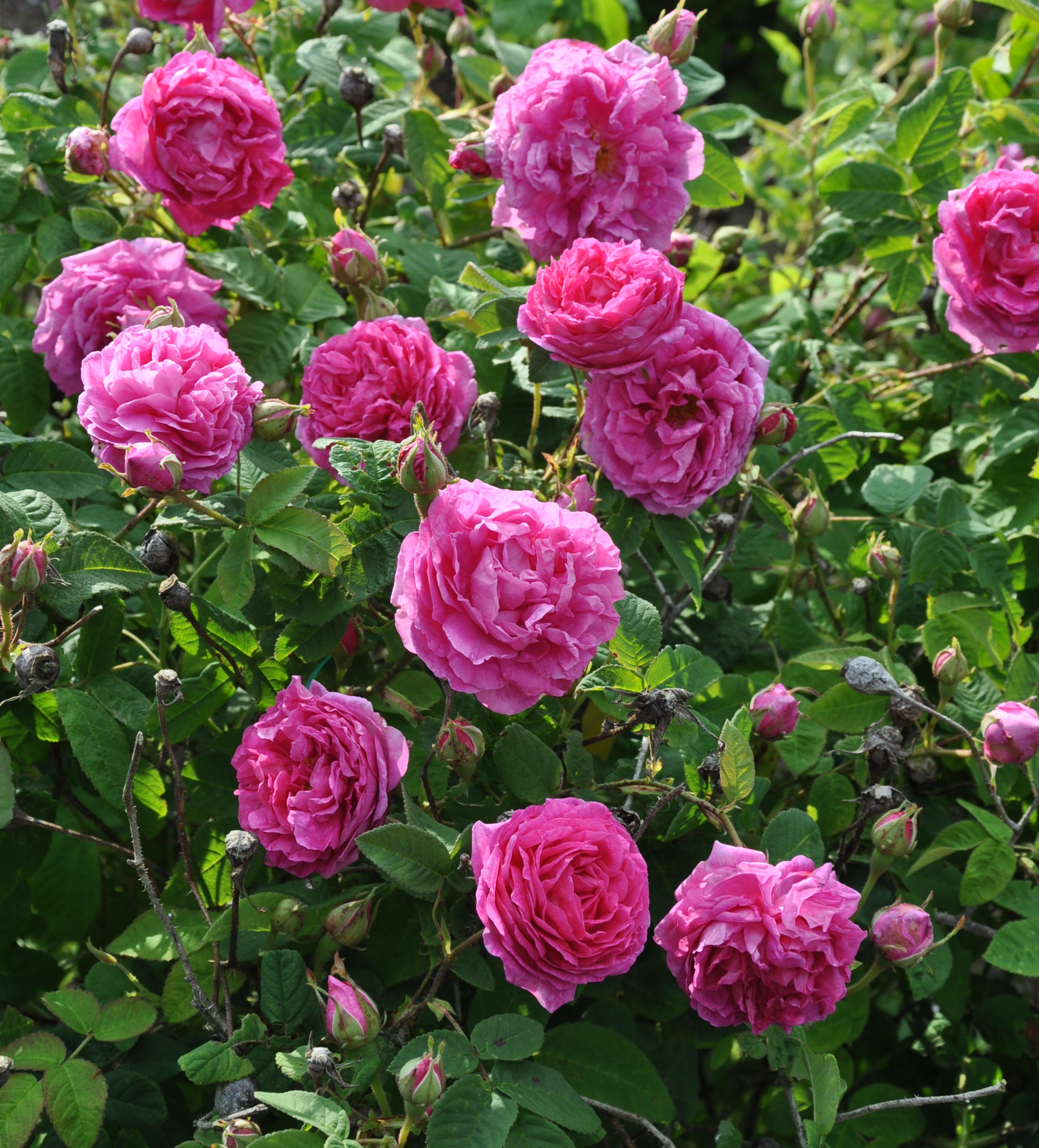 Damascenerrosen 'Järnvägaren'. Färgfoto som visar de rosa, fyllda blommorna. 
