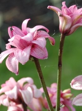 Närbild av de rosa, dubbla blommorna hos krolliljan 'Kallmora'. Colour photo.