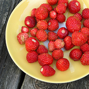 Röda smultron fyller ett gult fat på ett bord av grånat trä.