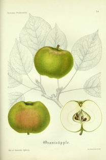 Äldre botanisk illustration i färg av äpplesorten 'Oranie'. Illustrationen publiserades i pomologin "Svenska fruktsorter" av A. Pihl och J. Eriksson 1912. Illustration i färg.