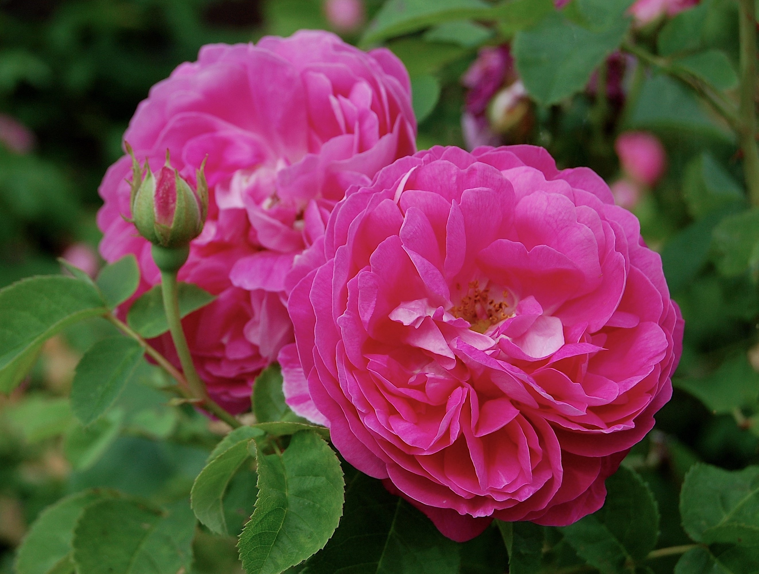 Närbild av bourbonrosen 'Pipar Hans'.