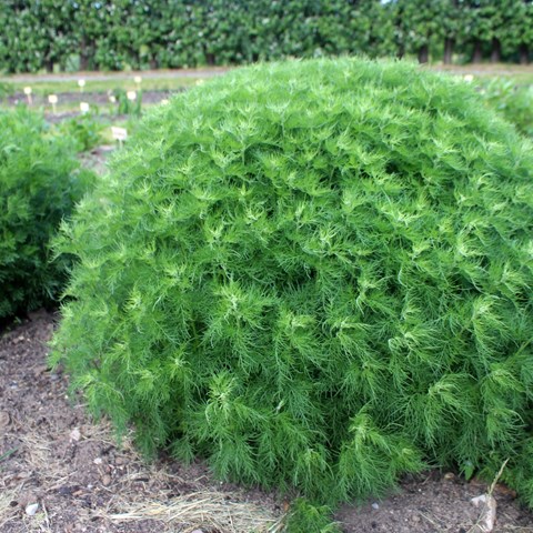 Åbrodd 'Predikoväcka', färgfoto.