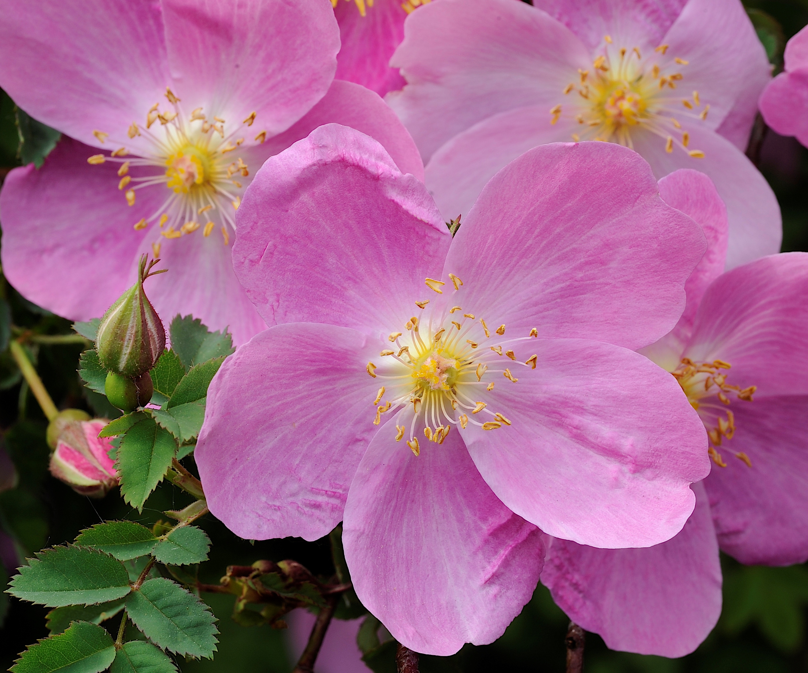 Närbild av blomman hos spinosissima-rosen 'Professor Fagerlind'. Färgfoto. 