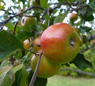 Närbild av ett rött äpple av sorten 'Ribston' på ett äppleträd. 