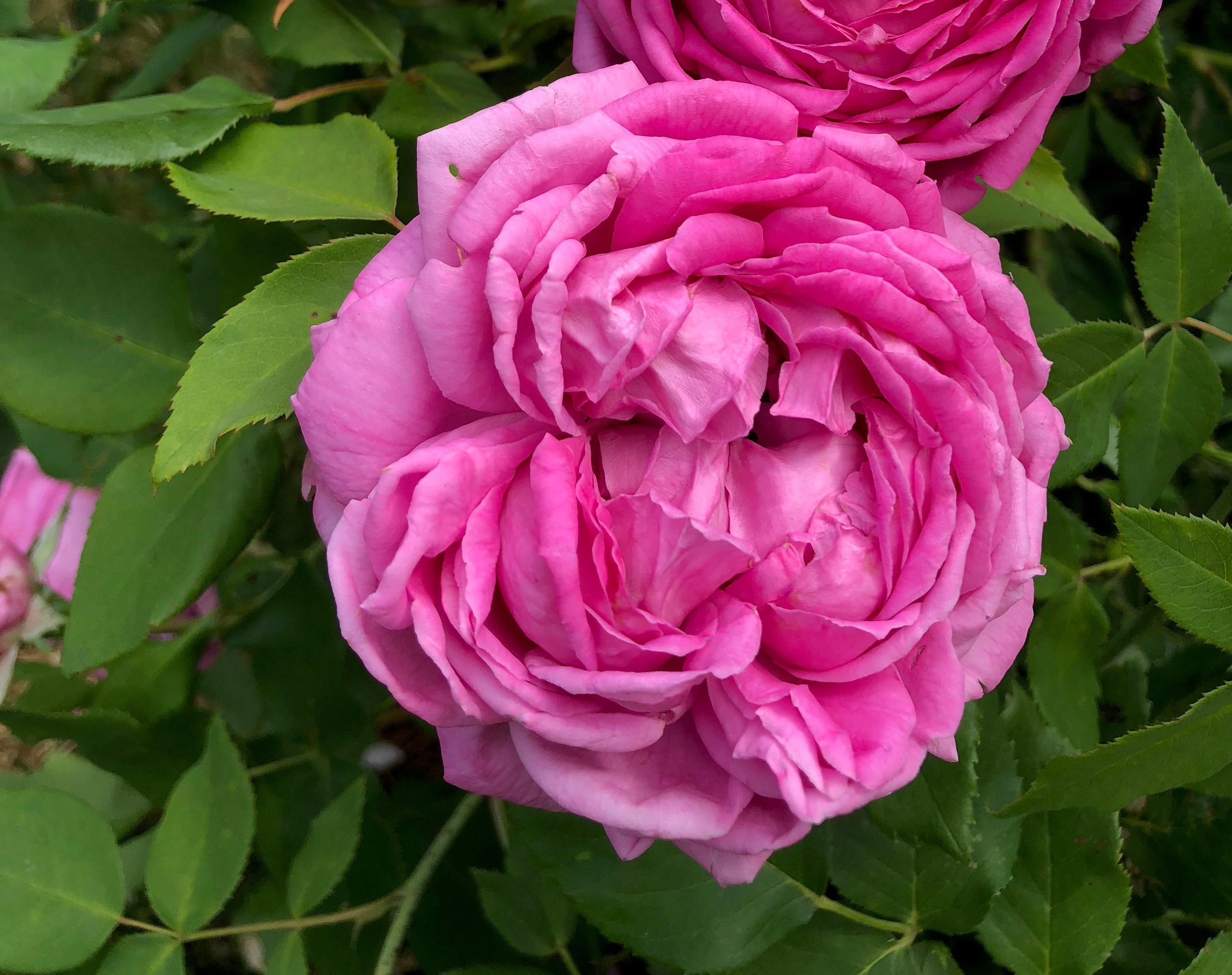 Närbild av remontantrosen 'Selma Dahlberg'. I mitten av fotot syns den rosa rosen. Färgfoto.