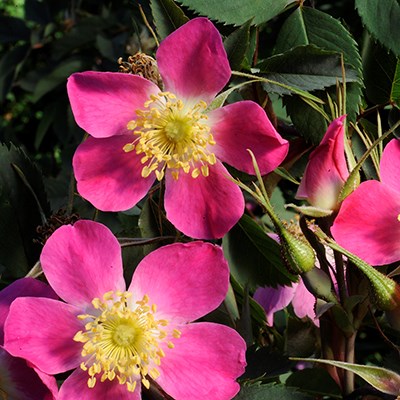 Närbild på två blommor av rossorten Skarvsjö. Blommorna är klart mörkrosa.